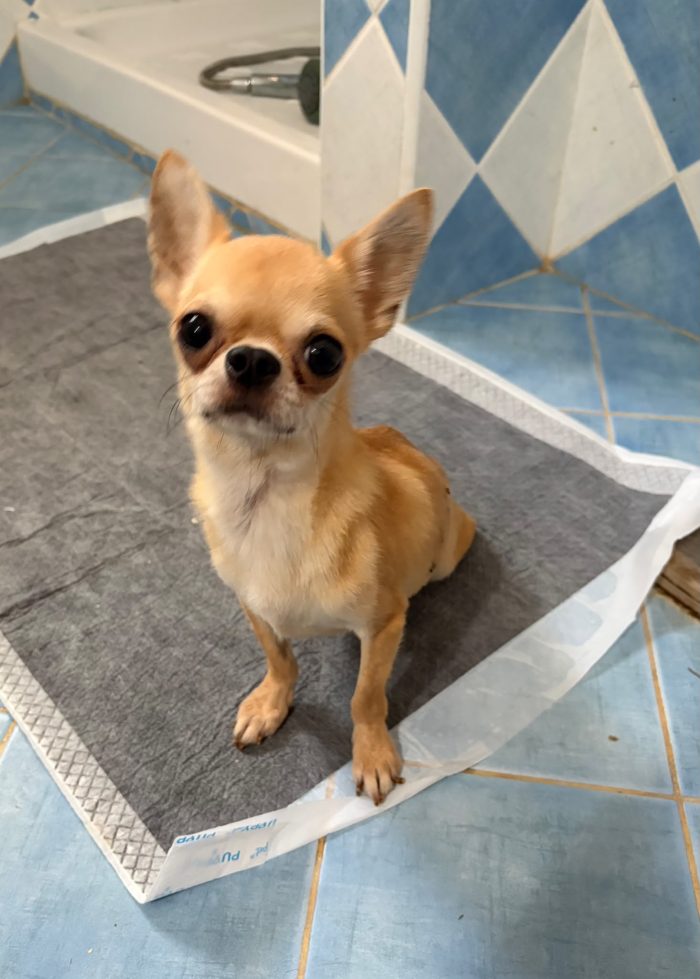 Chihuahua 5 anni