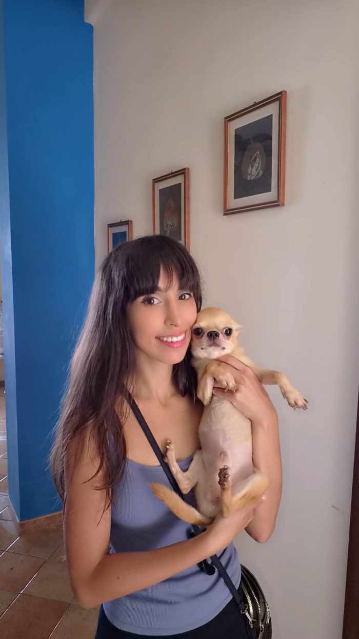 Chihuahua 5 anni