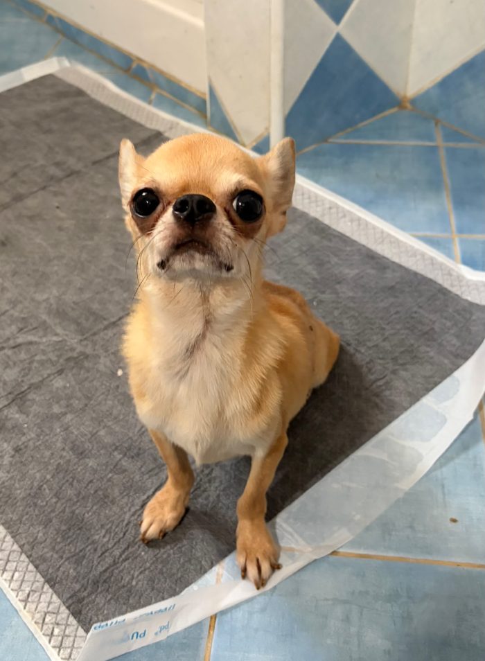 Chihuahua 5 anni