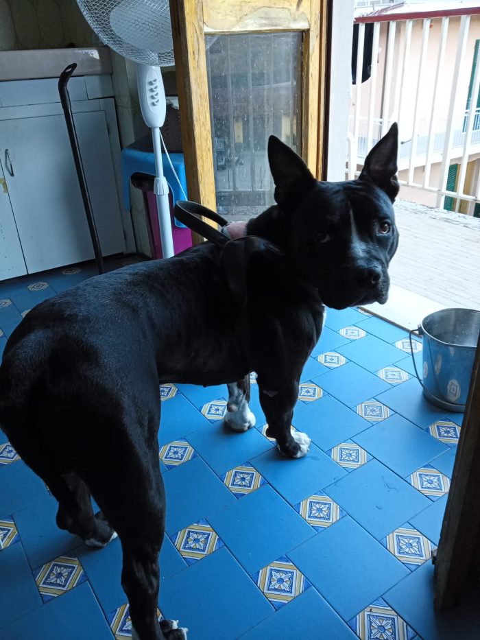 American Bully  3anni e la sua triste storia e sfigata vita!!! MANTOVA