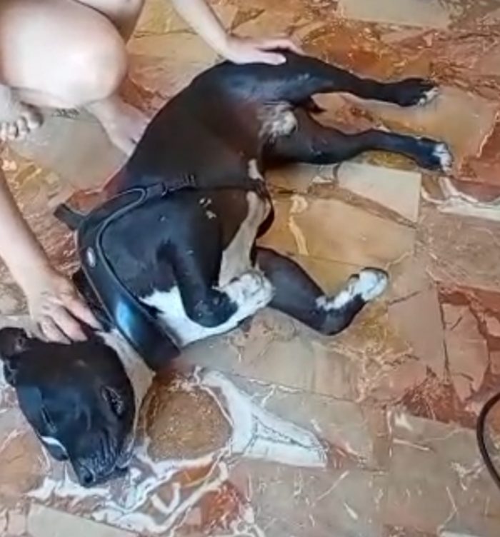 American Bully  3anni e la sua triste storia e sfigata vita!!! MANTOVA - media 6