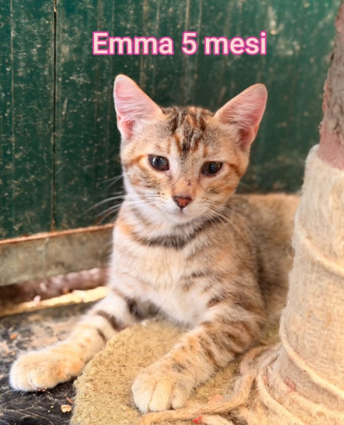 Moltissimi mici senza casa - media 5