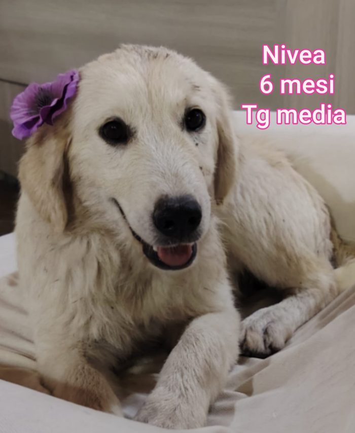 Trovatelli cuccioli di 2mesi - media 7