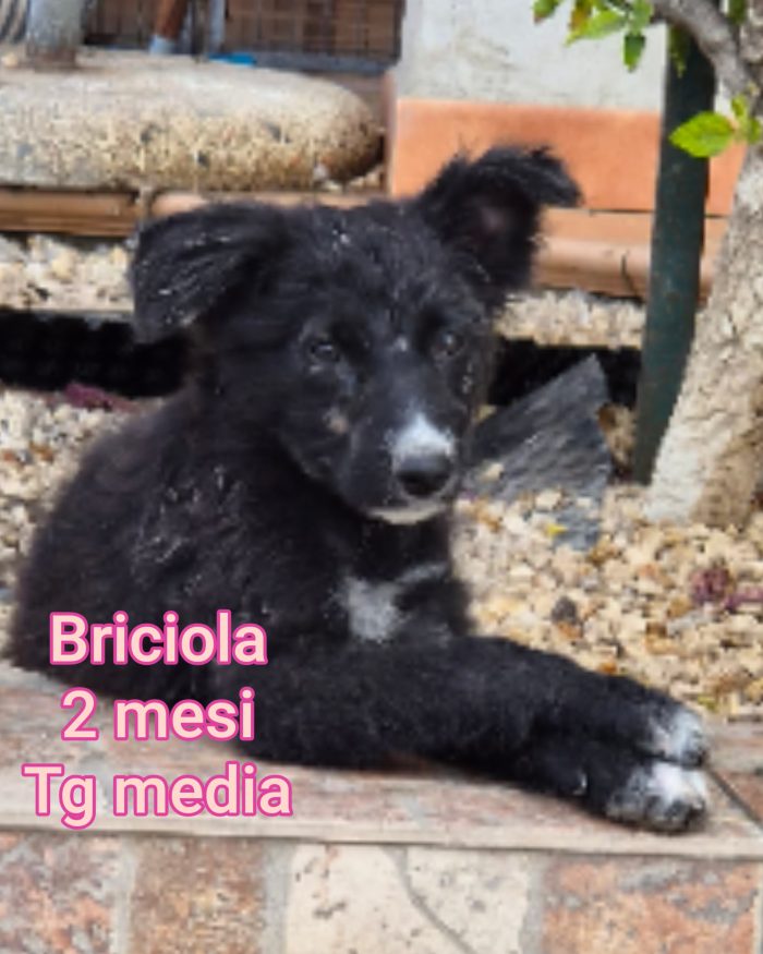 Trovatelli cuccioli di 2mesi - media 10