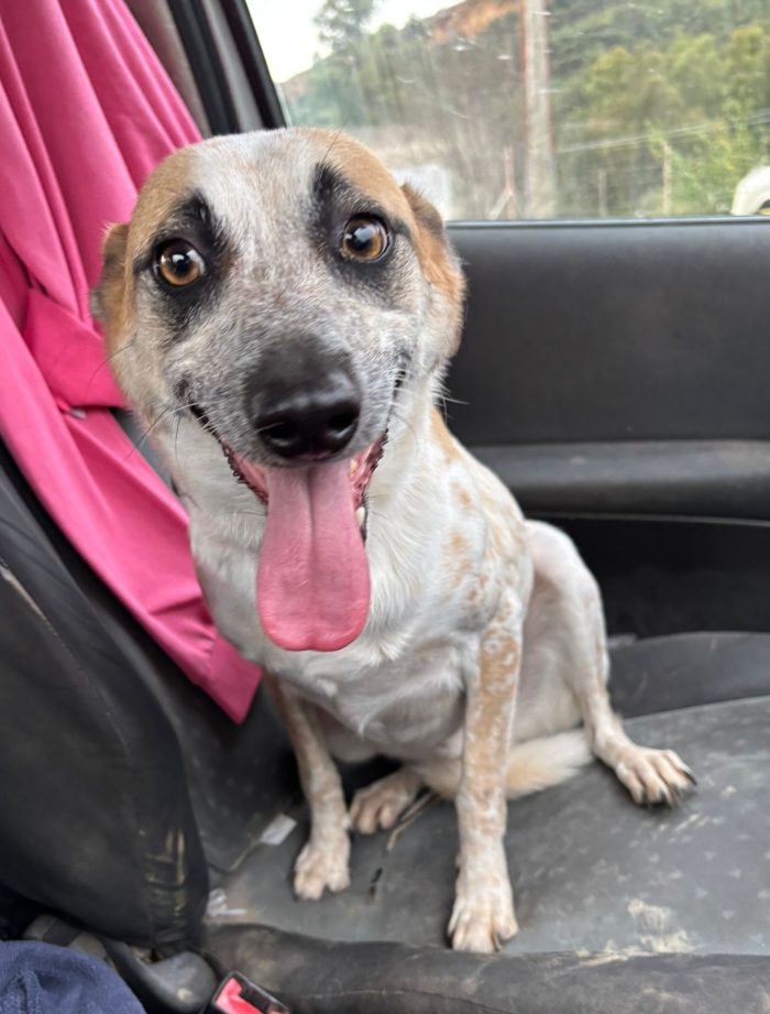 Adotta Guido, piccolo cagnolino