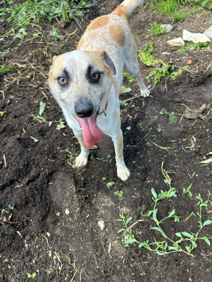 Adotta Guido, piccolo cagnolino - media 5