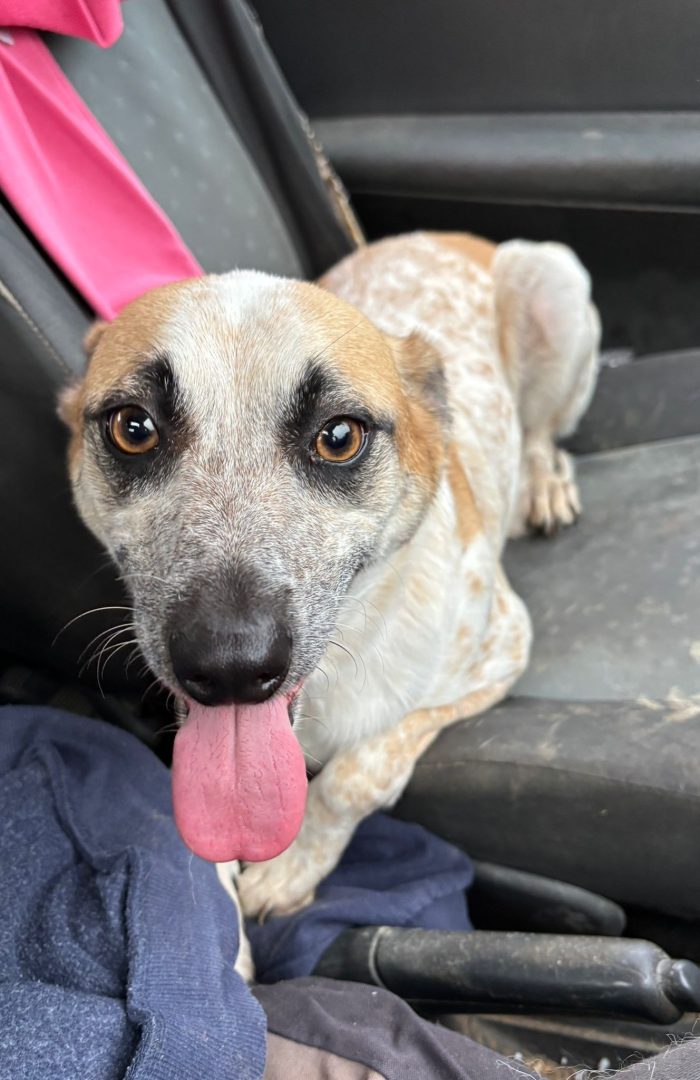 Adotta Guido, piccolo cagnolino - media 4