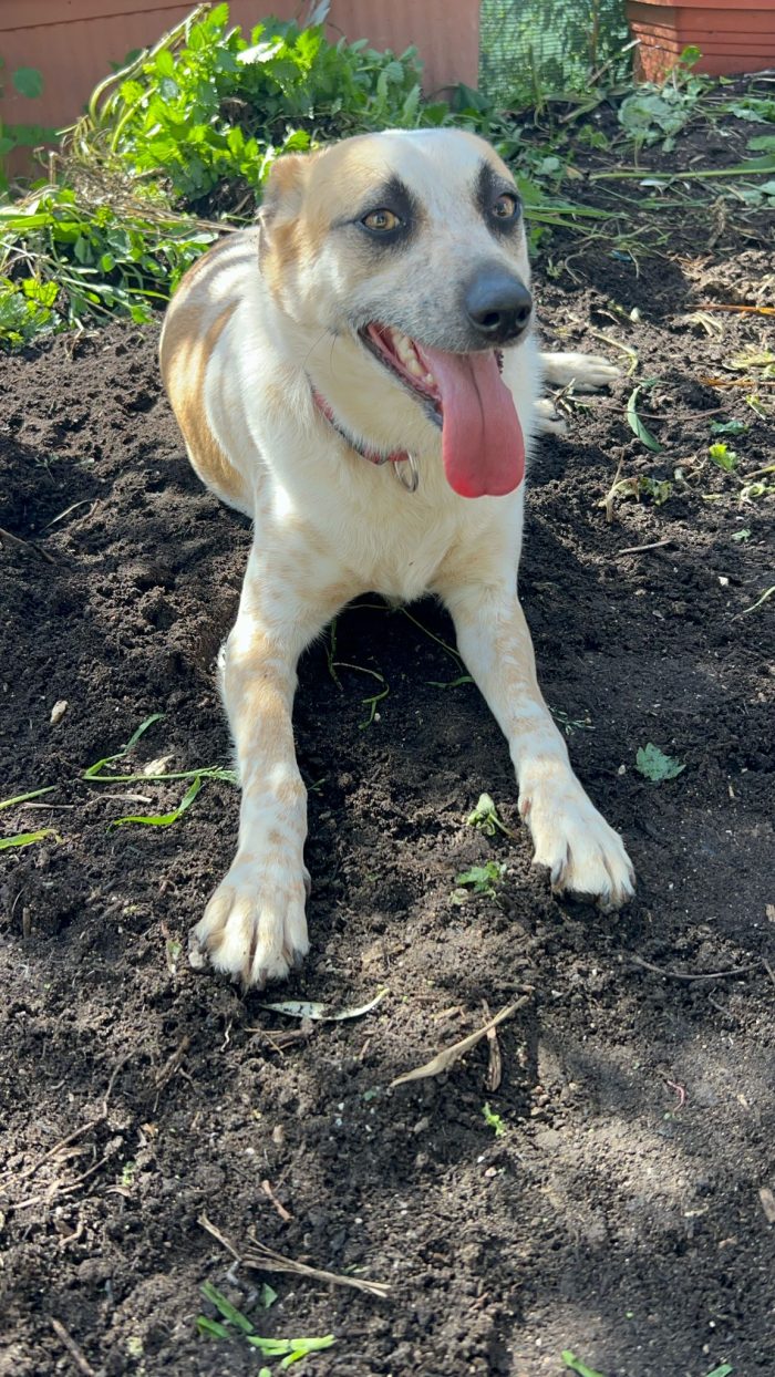 Adotta Guido, piccolo cagnolino - media 6