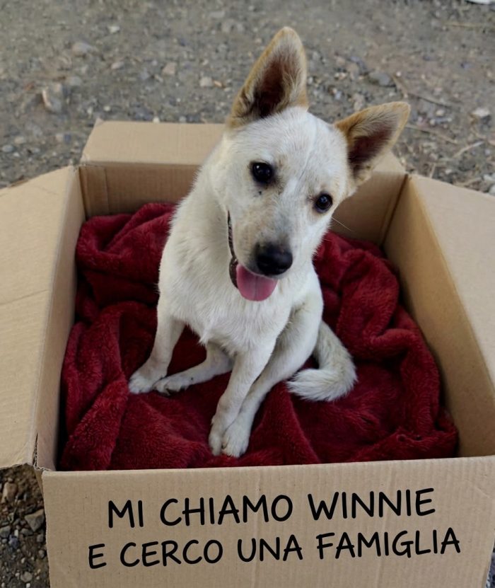 Winnie cerca casa