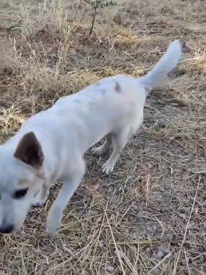 Winnie cerca casa