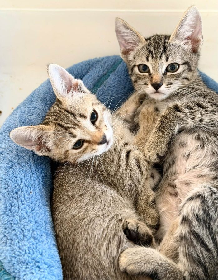 Adorabili gattini in adozione!