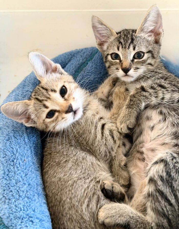 Adorabili gattini in adozione! - media 4
