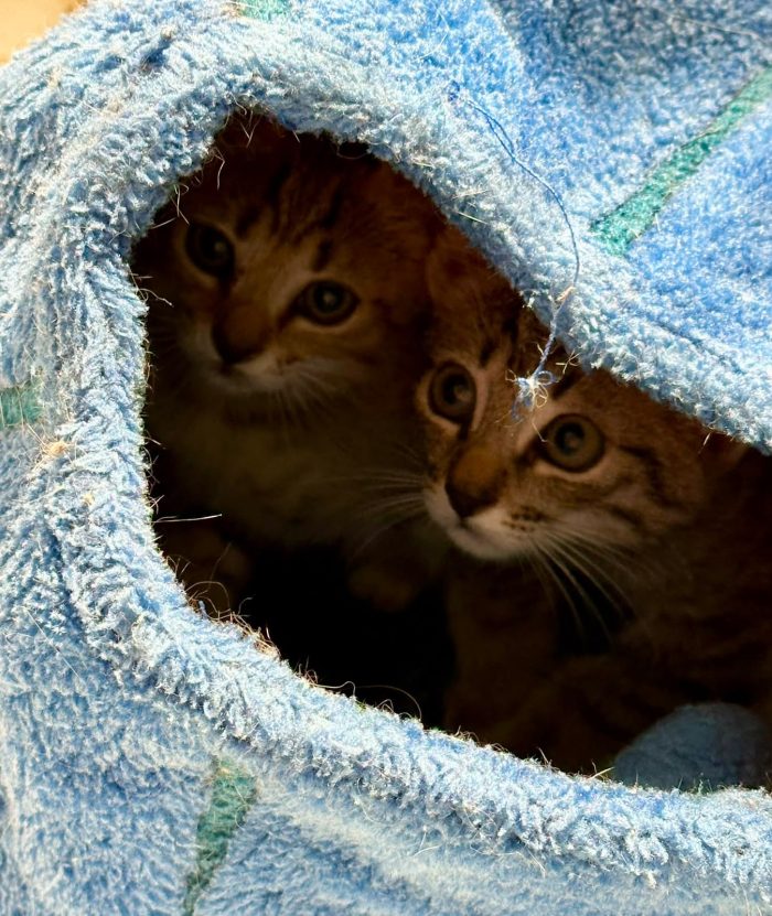 Adorabili gattini in adozione!