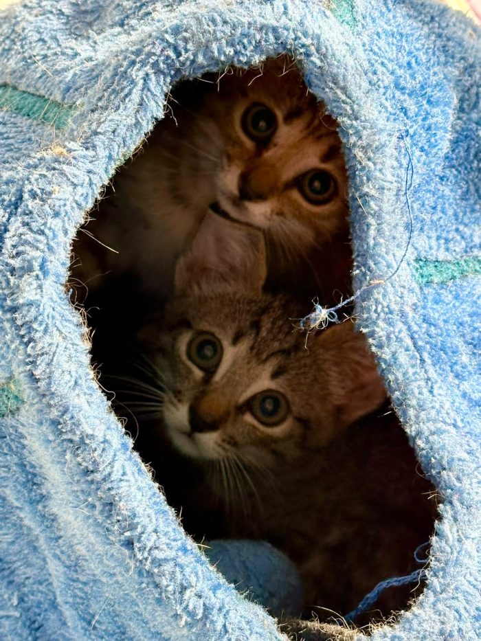 Adorabili gattini in adozione!
