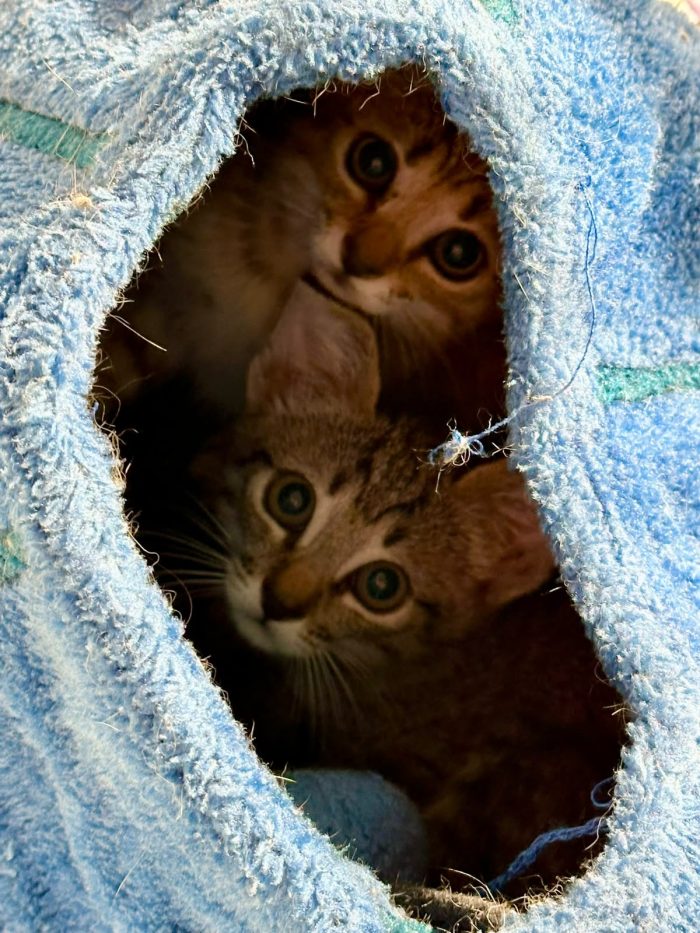 Adorabili gattini in adozione! - media 5