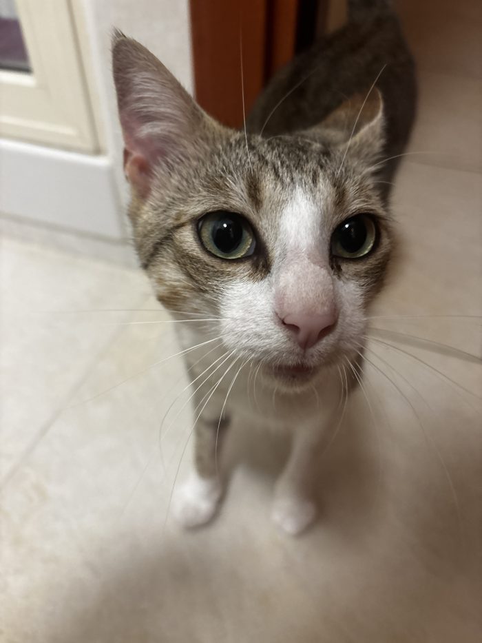 LEO CERCA CASA - UNA SECONDA POSSIBILITÀ PER LUI ♥️