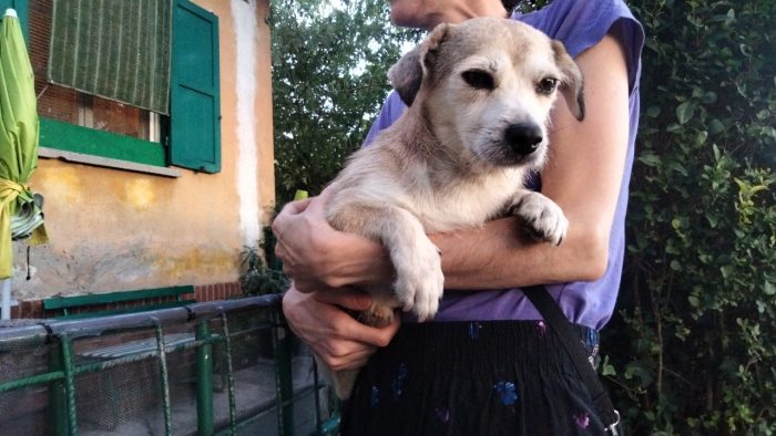 Hanno preso un cane di razza e Remí non è stato più gradito  dopo 5 gg dall'adozione - media 4