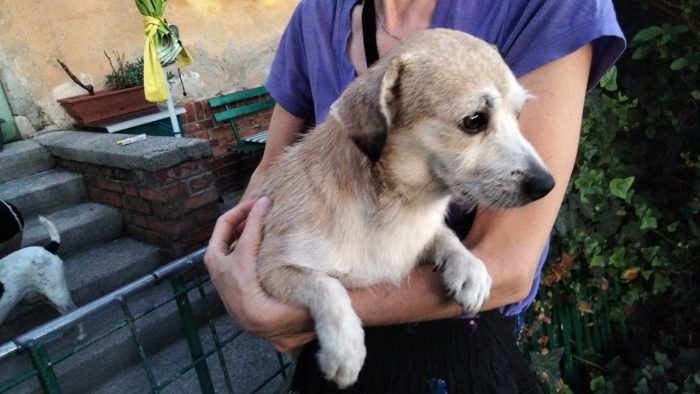 Hanno preso un cane di razza e Remí non è stato più gradito  dopo 5 gg dall'adozione