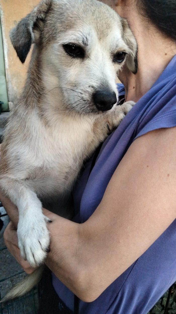 Hanno preso un cane di razza e Remí non è stato più gradito  dopo 5 gg dall'adozione - media 6