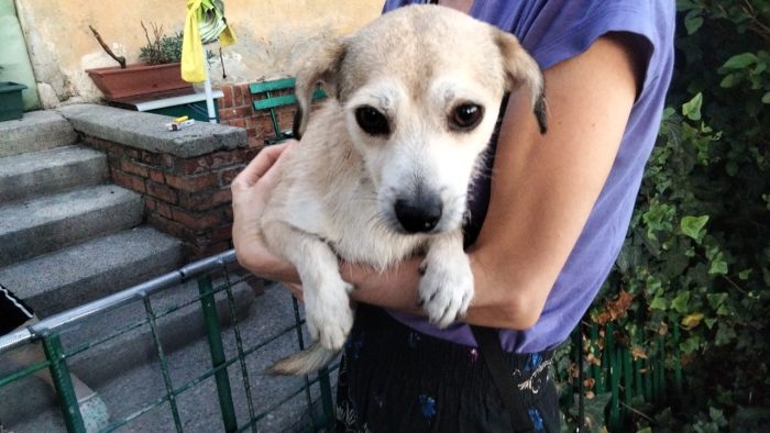 Hanno preso un cane di razza e Remí non è stato più gradito  dopo 5 gg dall'adozione - media 7