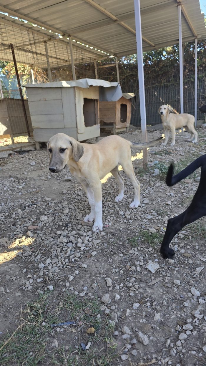 Il frutto delle mancate sterilizzazioni...