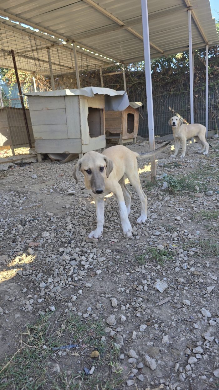 Il frutto delle mancate sterilizzazioni... - media 4