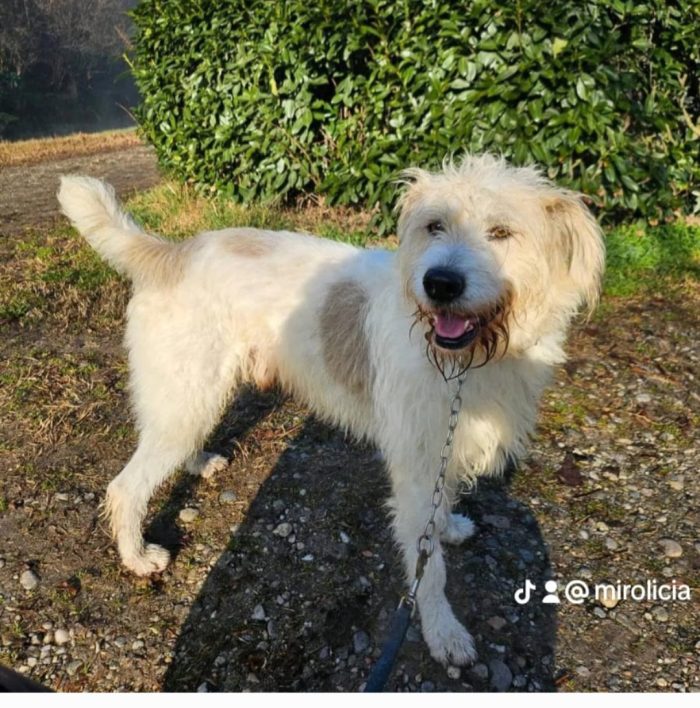 Simil Spinone 6anni aspetta da sempre 1vita migliore! NOVARA