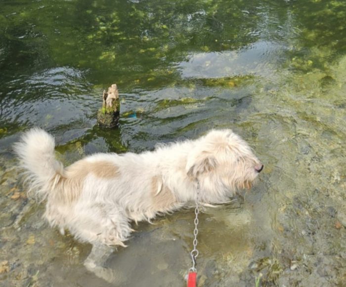 Simil Spinone 6anni aspetta da sempre 1vita migliore! NOVARA