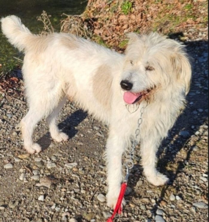 Simil Spinone 6anni aspetta da sempre 1vita migliore! NOVARA