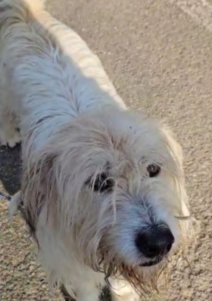 Simil Spinone 6anni aspetta da sempre 1vita migliore! NOVARA - media 5