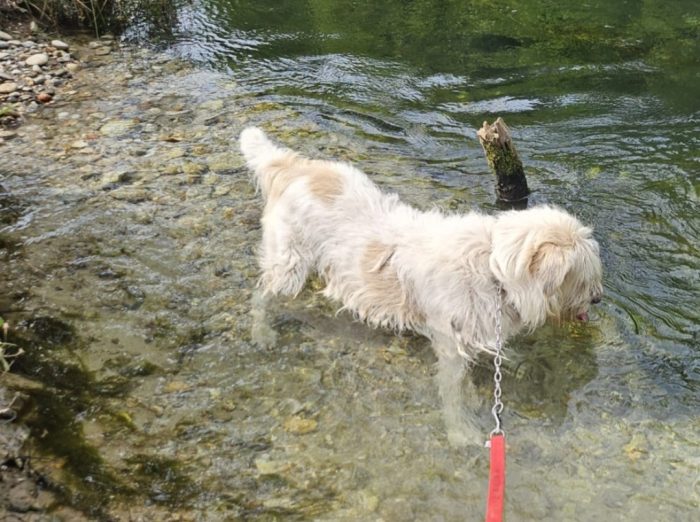 Simil Spinone 6anni aspetta da sempre 1vita migliore! NOVARA - media 4