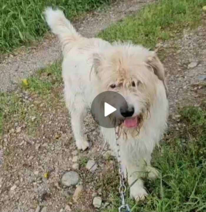 Simil Spinone 6anni aspetta da sempre 1vita migliore! NOVARA - media 6