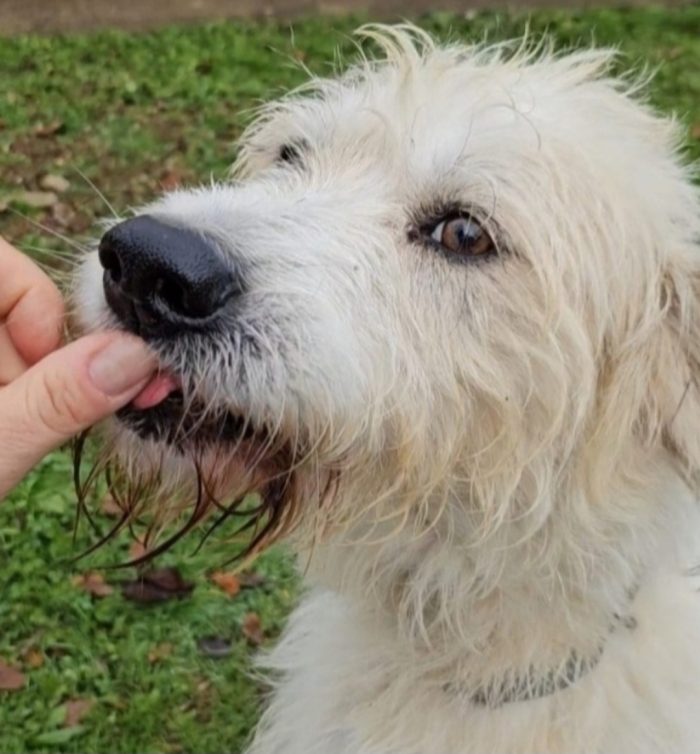 Simil Spinone 6anni aspetta da sempre 1vita migliore! NOVARA - media 7