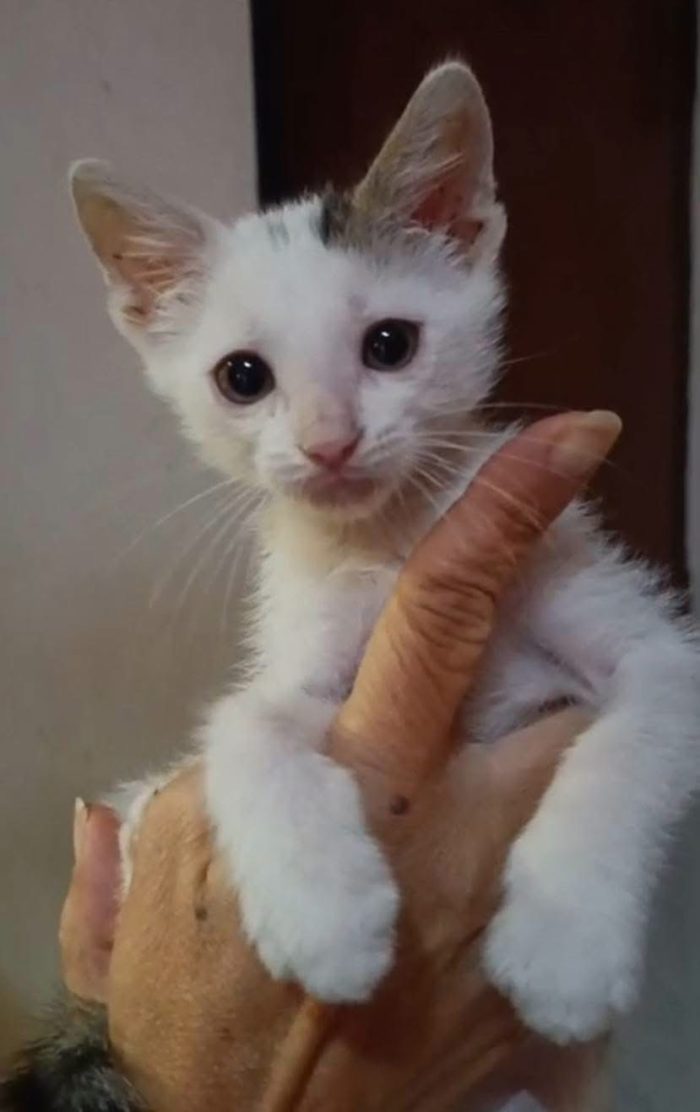 Alfa, gattino coraggioso
