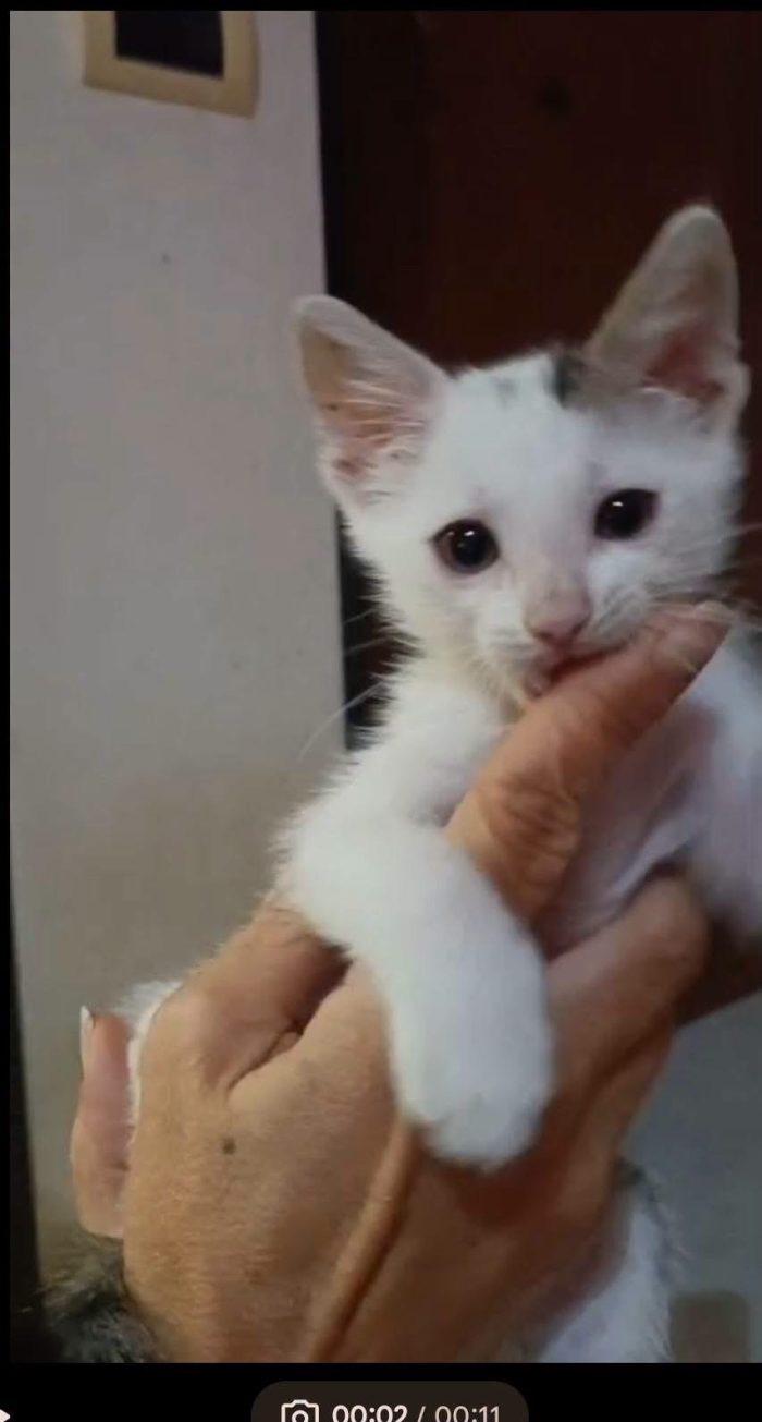 Alfa, gattino coraggioso