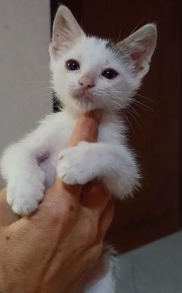 Alfa, gattino coraggioso