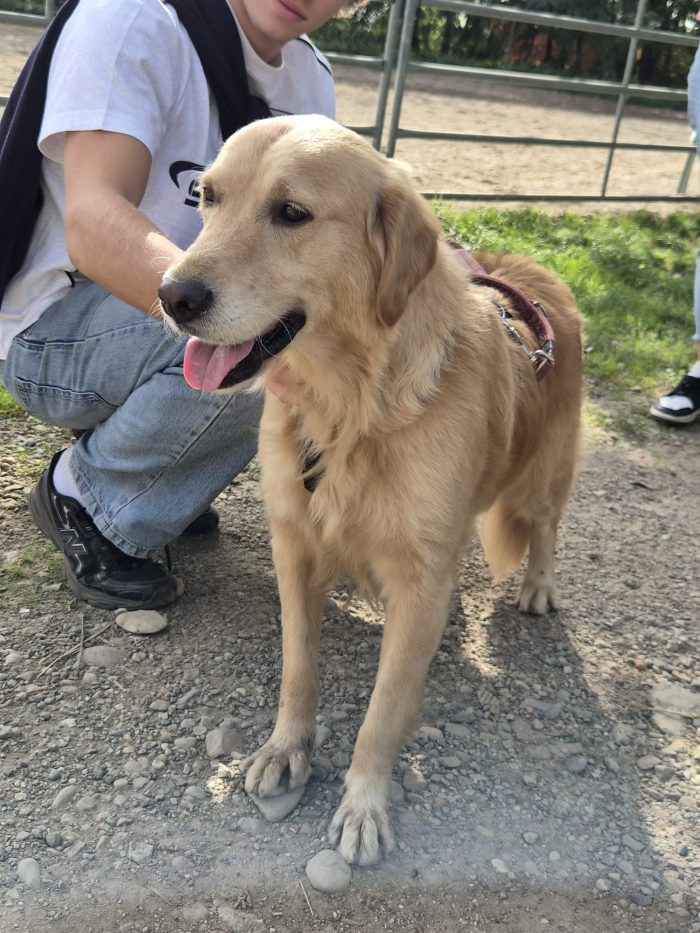 Chloe, una splendida Golden Retriever