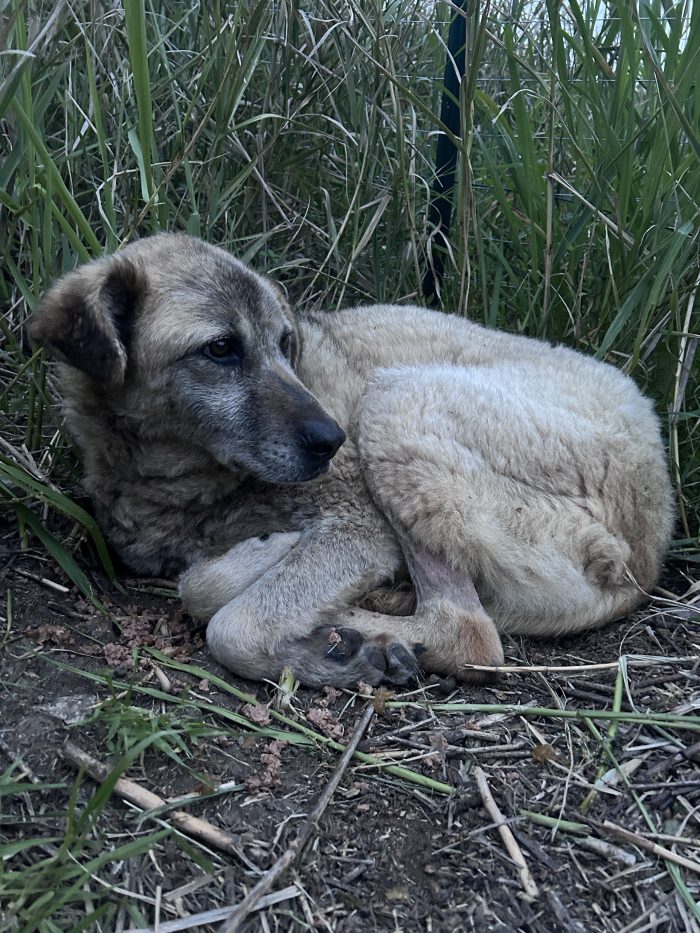 Jackie ha urgente bisogno di una casa - media 5