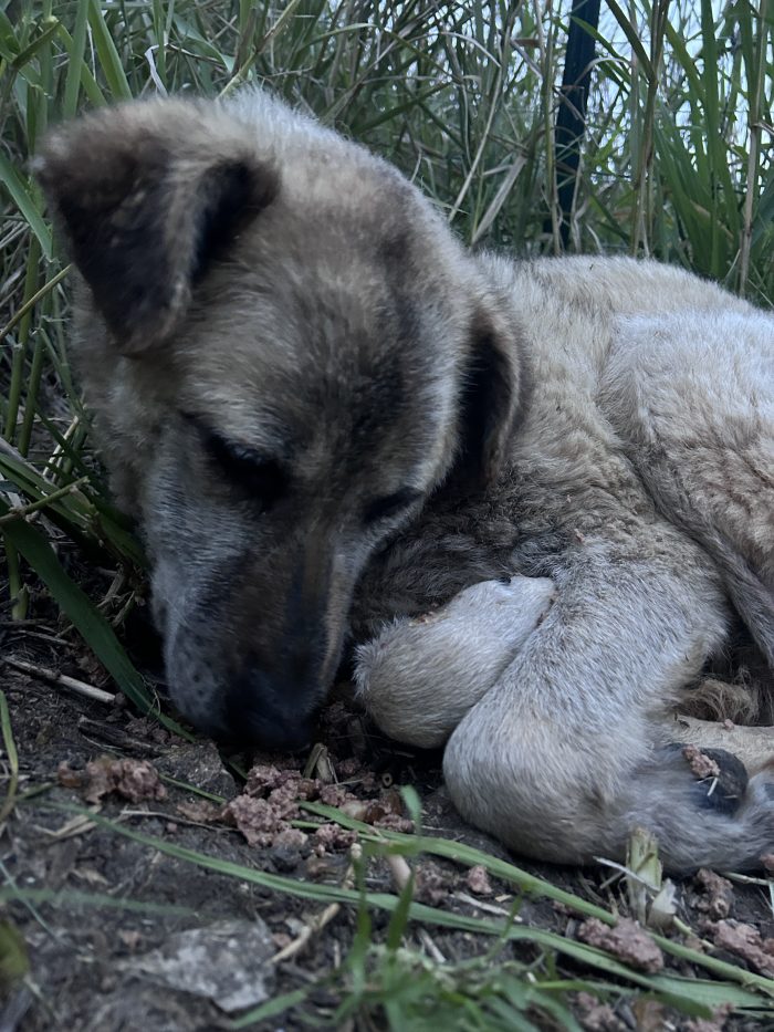 Jackie ha urgente bisogno di una casa - media 6
