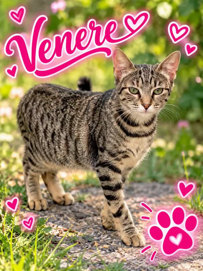 Venere, dolce e timida, cerca casa.