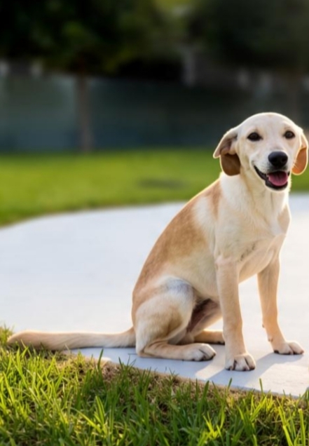 Cuccioli