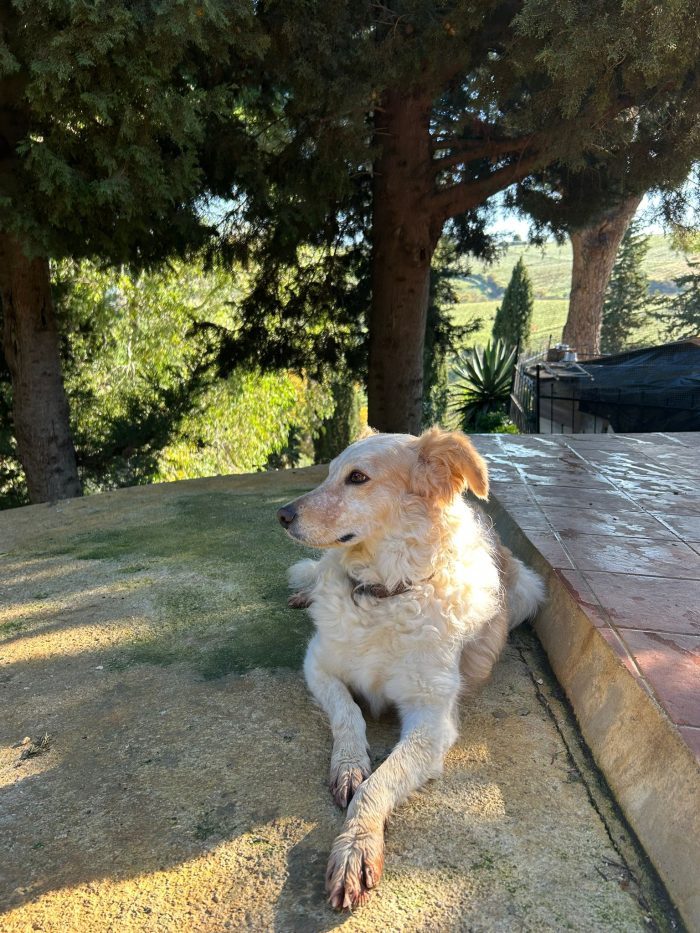 Perla, sta imparando a fidarsi di nuovo