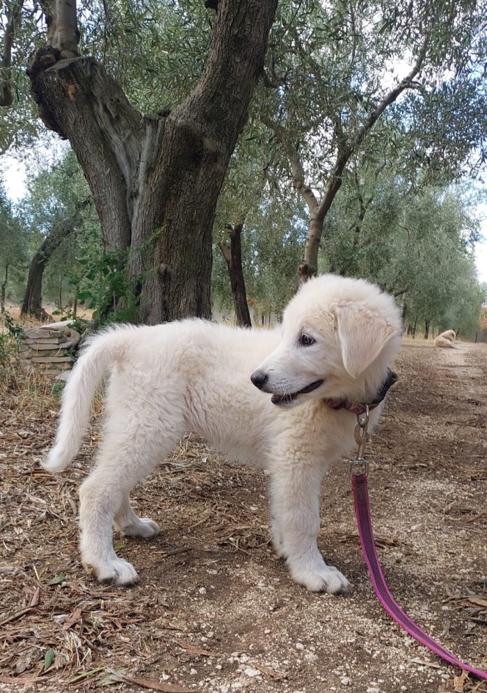 MANDY  meraviglia mix maremmana in adozione
