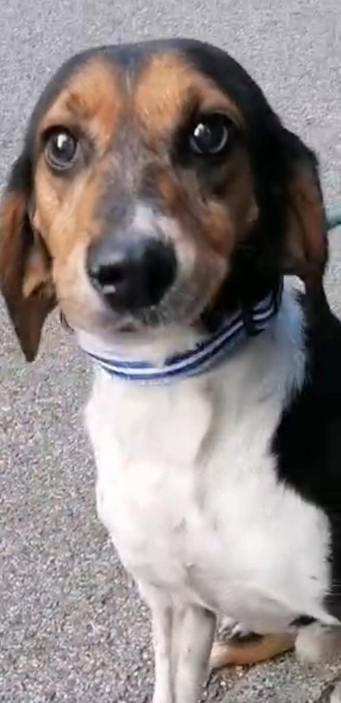 MILO, segugino in cerca di amore