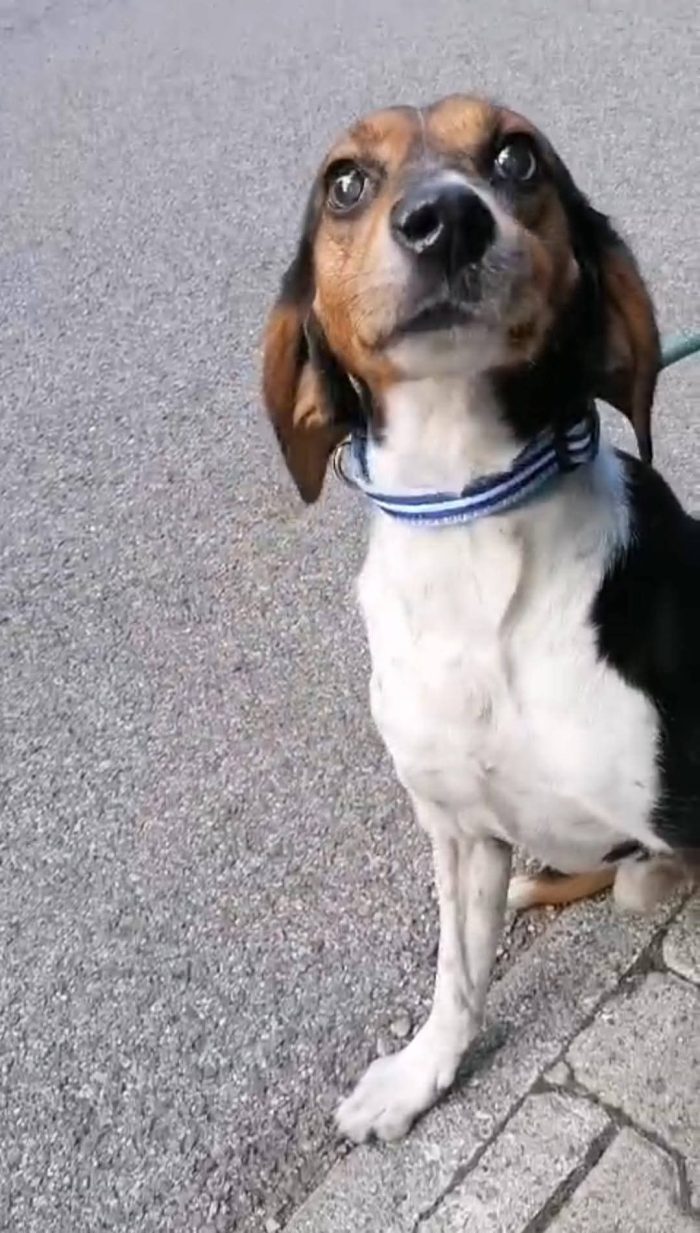 MILO, segugino in cerca di amore