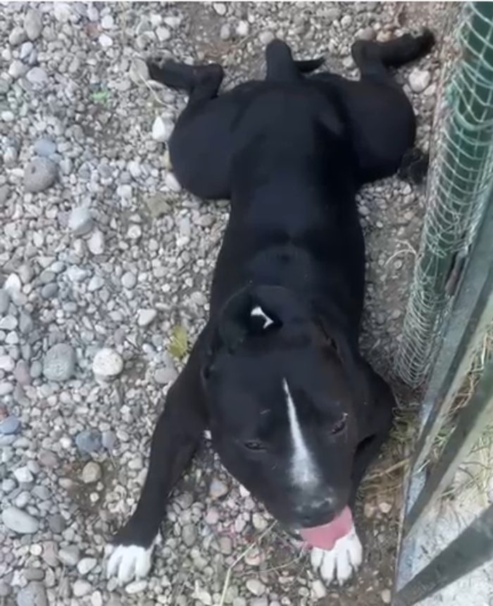Ares American Bully TORNATO IN CANILE..ENNESIMO ABBANDONO! DISPERATO!! MANTOVA
