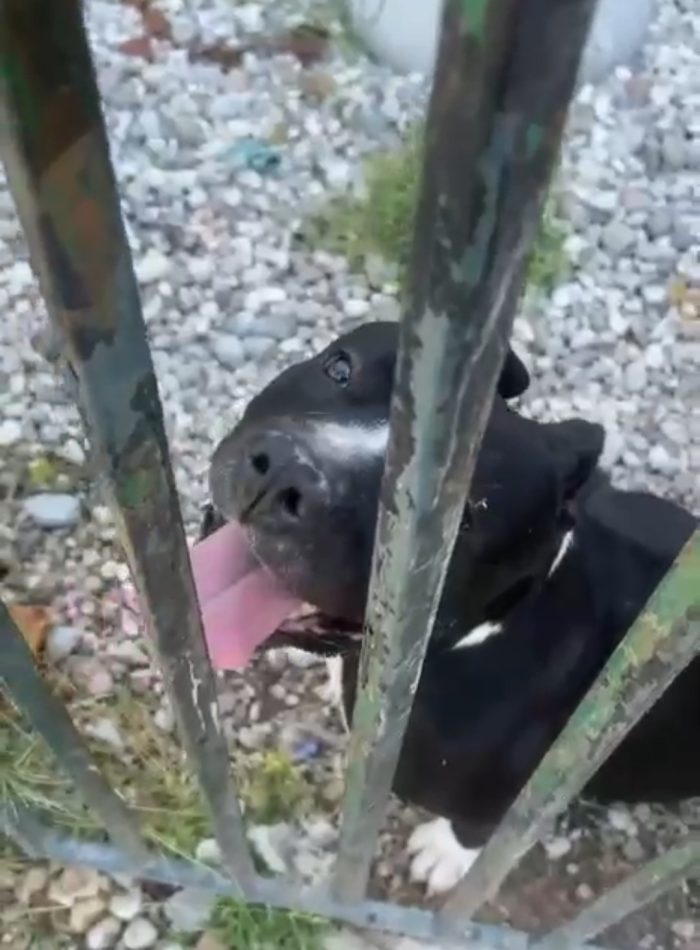 Ares American Bully TORNATO IN CANILE..ENNESIMO ABBANDONO! DISPERATO!! MANTOVA