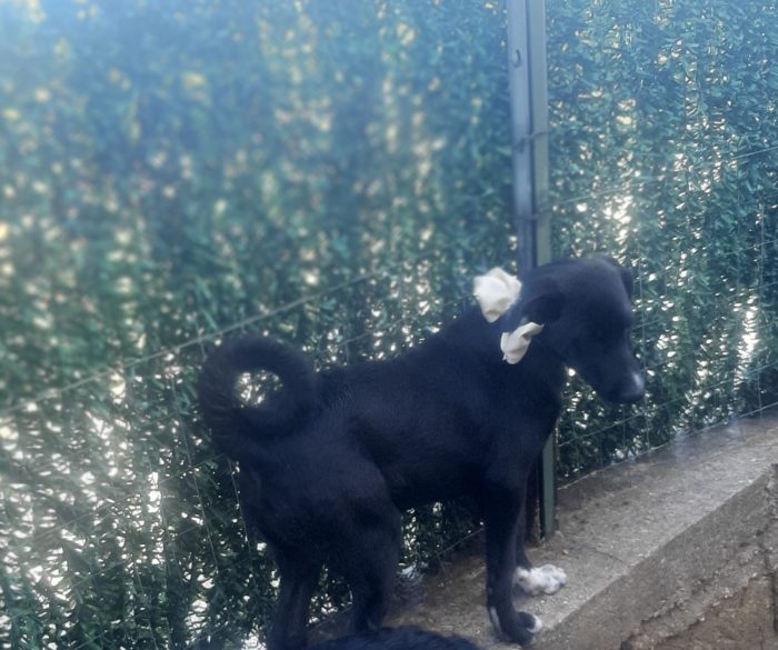 Cucciola invisibile