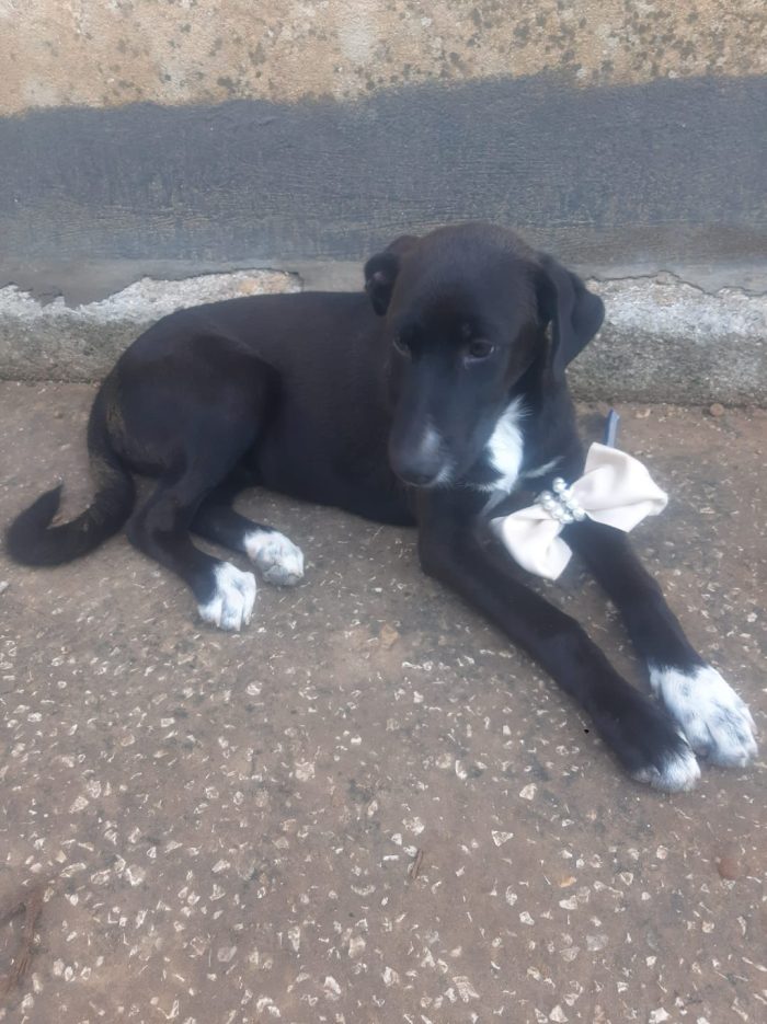 Cucciola invisibile
