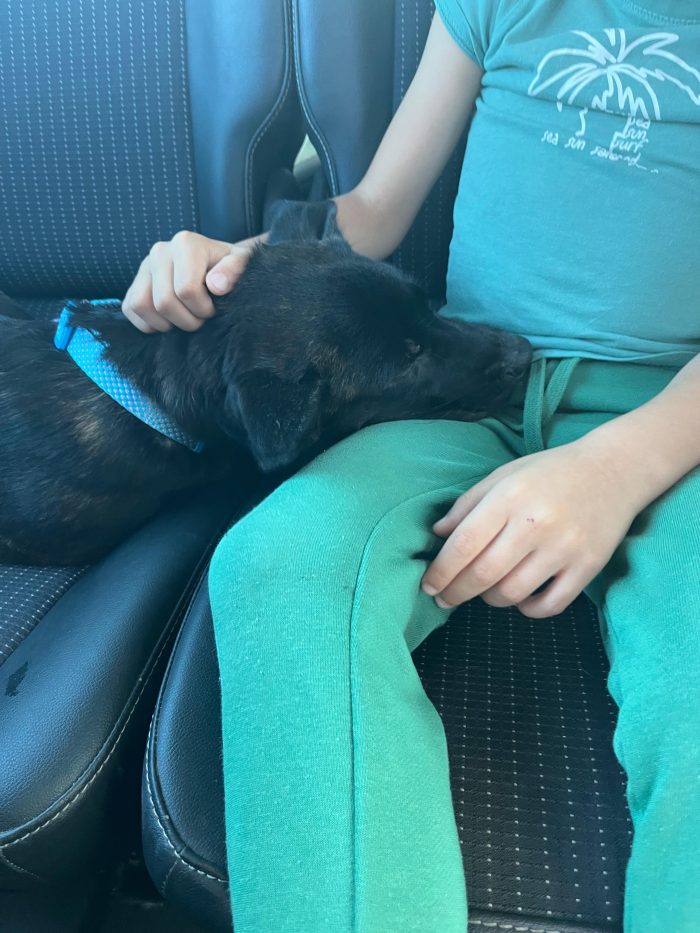 Zeila splendida cucciolotta simil Amstaff cerca casa